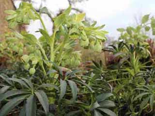 Image of hellebore foetidus to illustrate a blog about independant garden centres in Frome