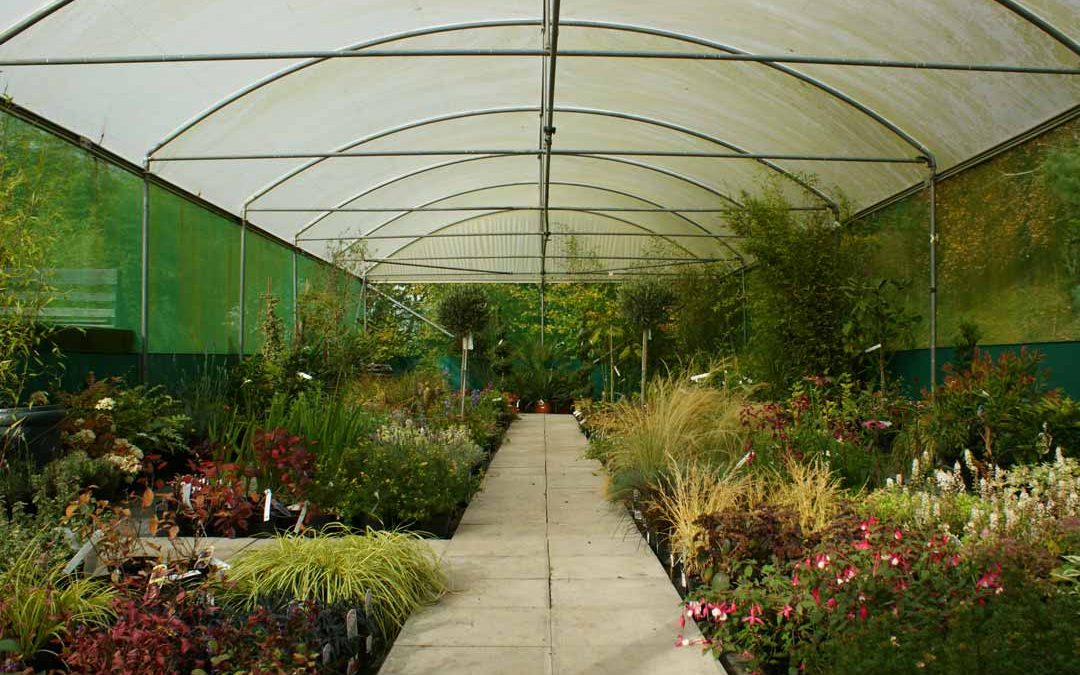 Frome Independent Nurseries